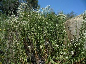 Pseudognaphalium californicum Plant